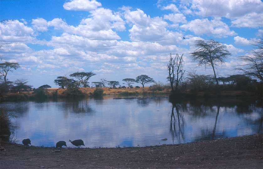 Wasserstelle in der Serengeti