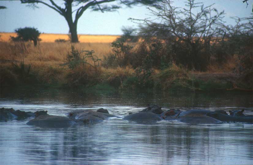 Hippopool in der Serengeti