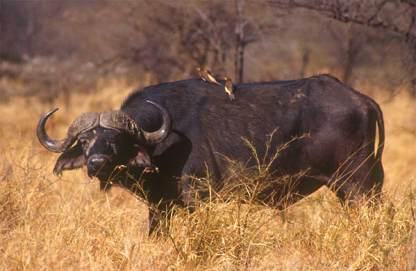 Büffel in der Serengeti