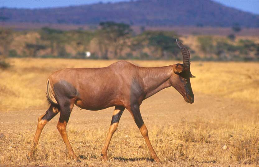 Kuhantilope in der Serengeti