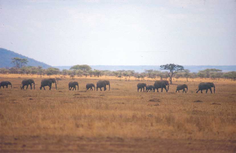 Elefantenherde in der Serengeti