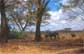 Serengeti Elefanten