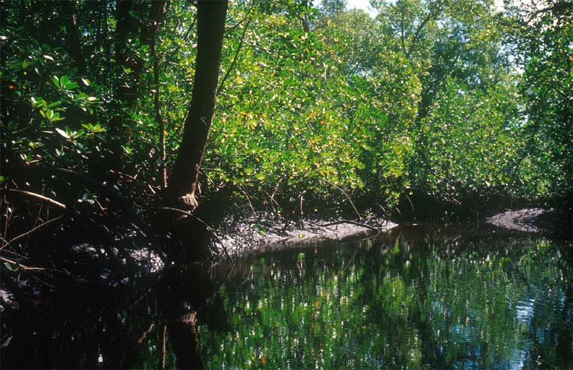 Ramisi River Mangroven