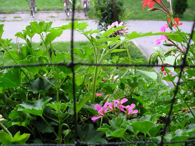 Bild 72