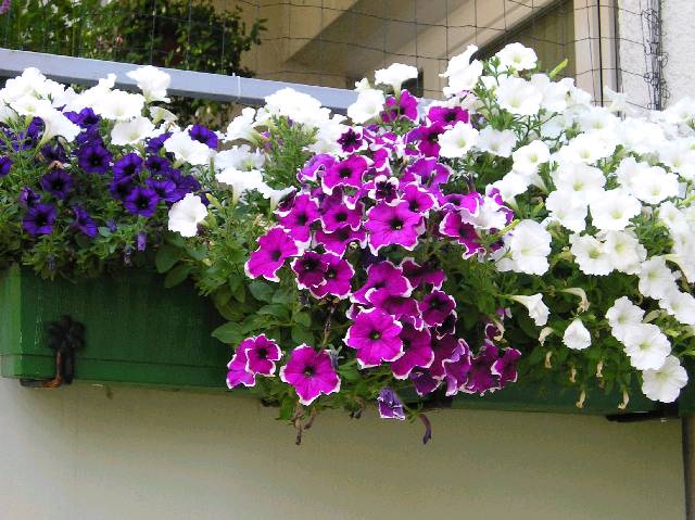 Bild 72