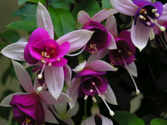 Bild 72