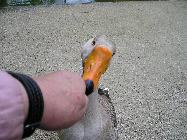 Bild 72