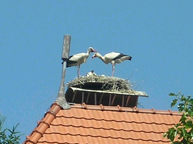 Bild 72