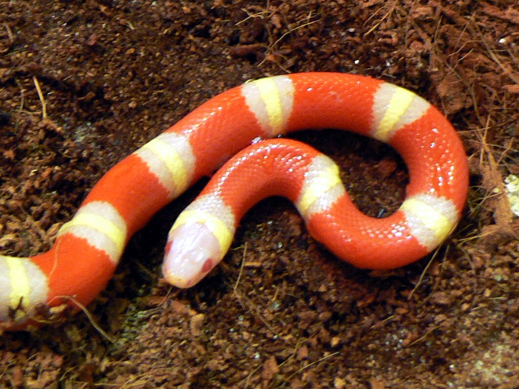 Nelsons Milchschlange Lampropeltis Triangulum Nelsoni