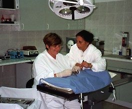 Tierordination Elderschplatz - Operationsraum