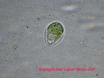 Chlamydomonas Hüllenflagellat
