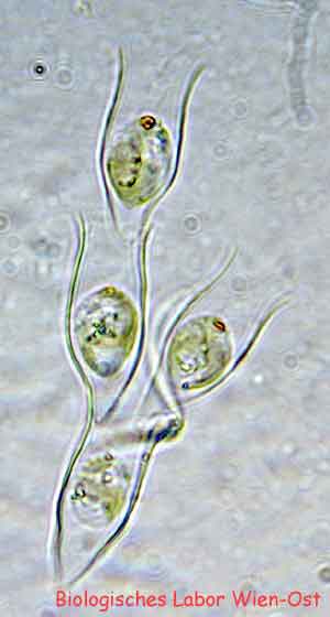 Dinobryon Becherbäumchen