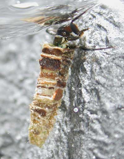 Köcherfliegenlarve Brachycentrus montanus