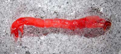 Rote Zuckmückenlarve Chironomus