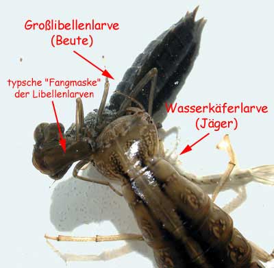 Dytiscus Anisoptera