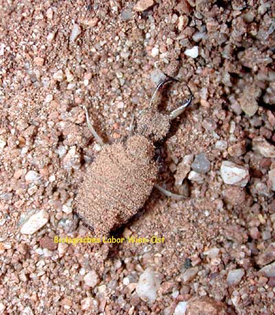 Ameisenlöwe - Myrmeleon formicarius