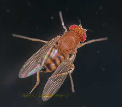 Fruchtfliege - Drosophila sp.