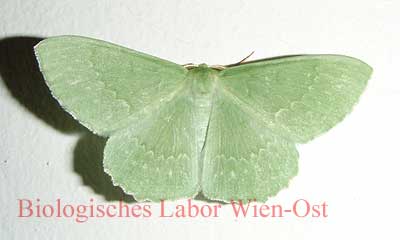 Grünes Blatt Geometra papilionaria