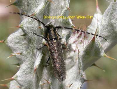 Bockkäfer - Cerambycidae