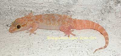 Gecko - Gekkonidae