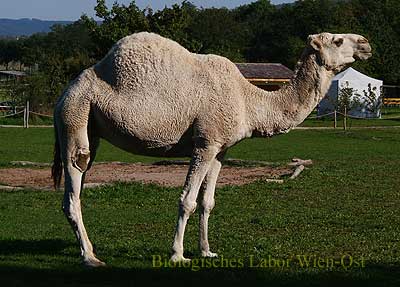 Dromedar Camelus dromedarius