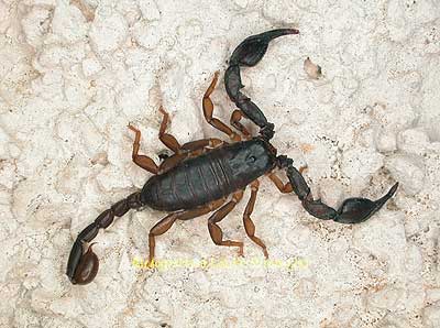 Skorpion - Scorpiones
