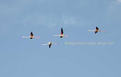 Rosa Flamingo - Phoenicopterus ruber