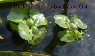 Eichhornia Wasserhyazinthe