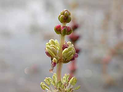 Tausendblatt Myriophyllum