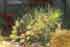 Utricularia Wasserschlauch