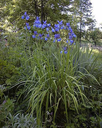 Iris sibirica Blaue Schwertlilie
