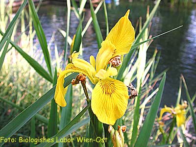Sumpf-Schwertlilie Iris pseudacorus