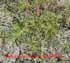 Salz-Zyperngras - Cyperus pannonicum 