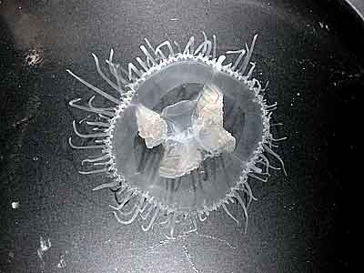 Süßwasserqualle Craspedacusta sowerbyi