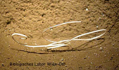 Saitenwurm Wasserkalb Nematomorpha