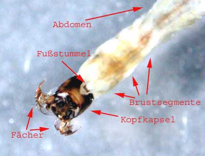 Simuliidae Kriebelmücke