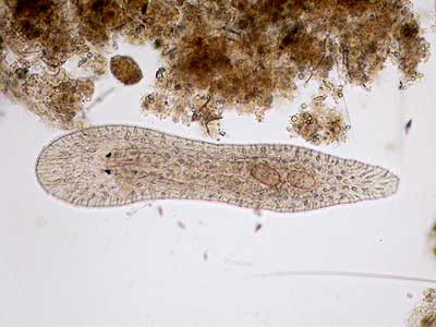 Turbellaria Strudelwurm