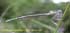 Kleinlibellen Odonata Zygoptera