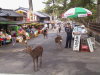 Thumbnail 169-Nara.jpg 