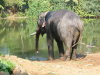 Thumbnail 488-Elefant.jpg 