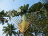 Thumbnail 538-Faecherpalme.jpg 