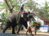 Thumbnail 565-Elefant.jpg 