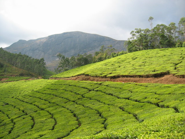 303-Eravikulam.jpg 