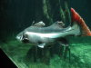 Thumbnail 0162-Aquarium.jpg 