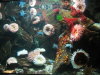 Thumbnail 0172-Aquarium.jpg 