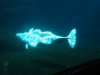 Thumbnail 0177-Beluga.jpg 