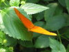 Thumbnail 0478-ButterflyGarden.jpg 
