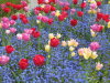 Thumbnail 0556-ButchartGarden.jpg 