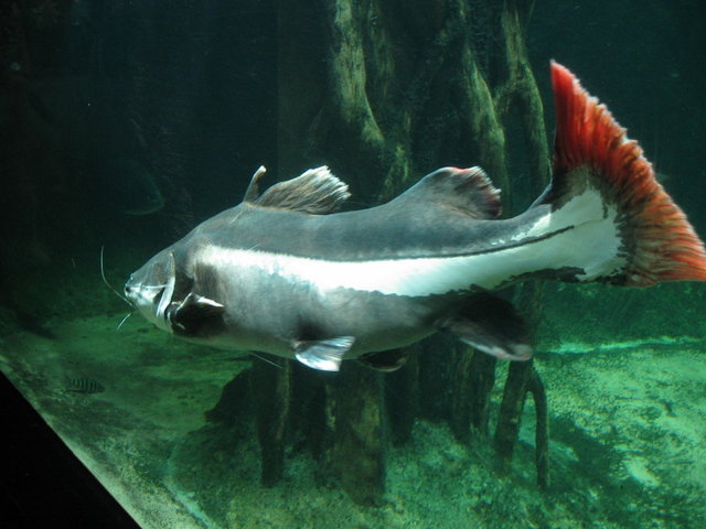 0162-Aquarium.jpg 