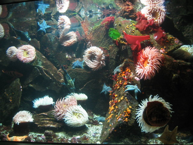 0172-Aquarium.jpg 